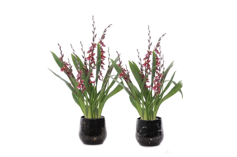 Stoneware p12 Rhonda gold Cambria Barrocco Red 5-6T45+ regular, D 12