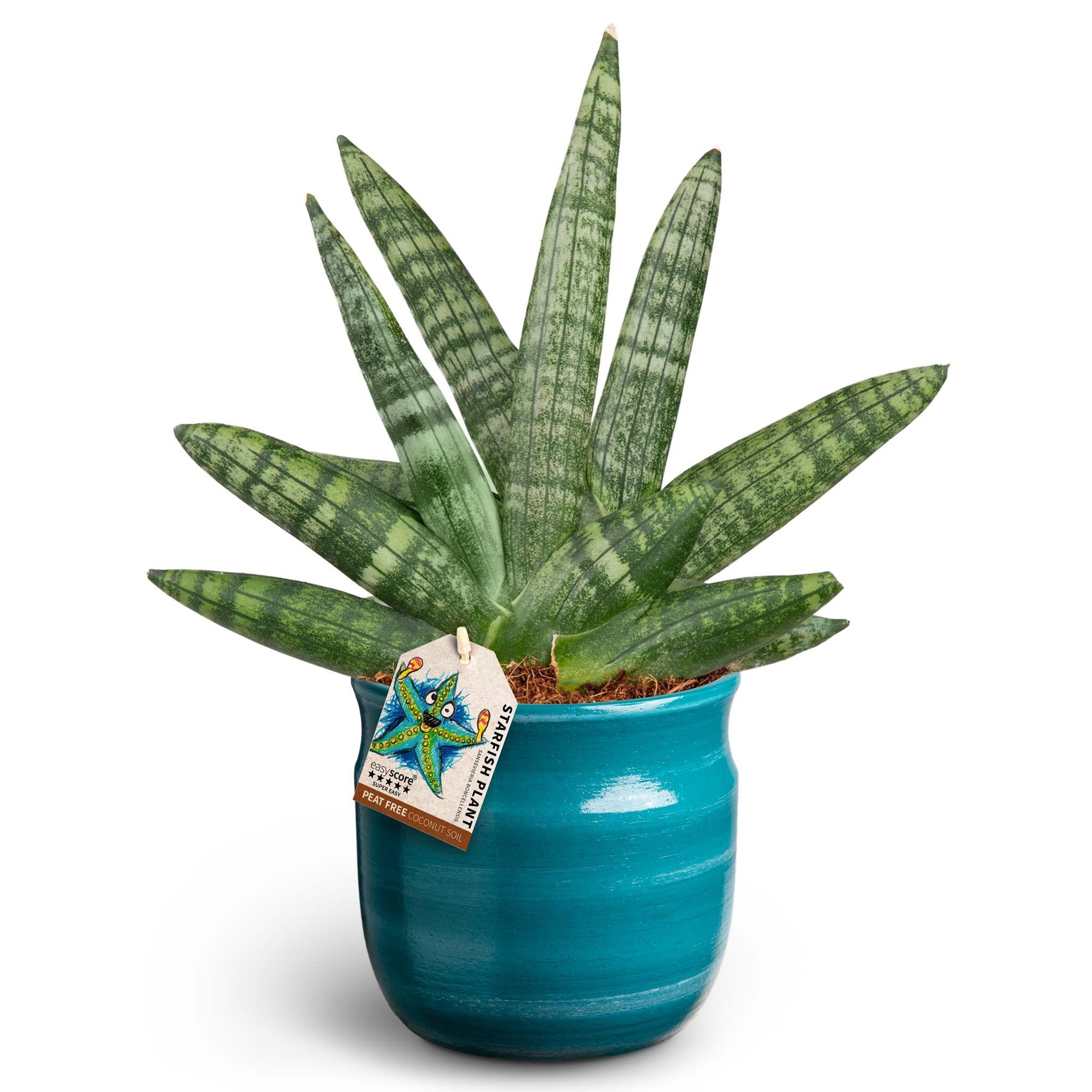 Maceta Teal, Sansevieria Boncellensis, D 12