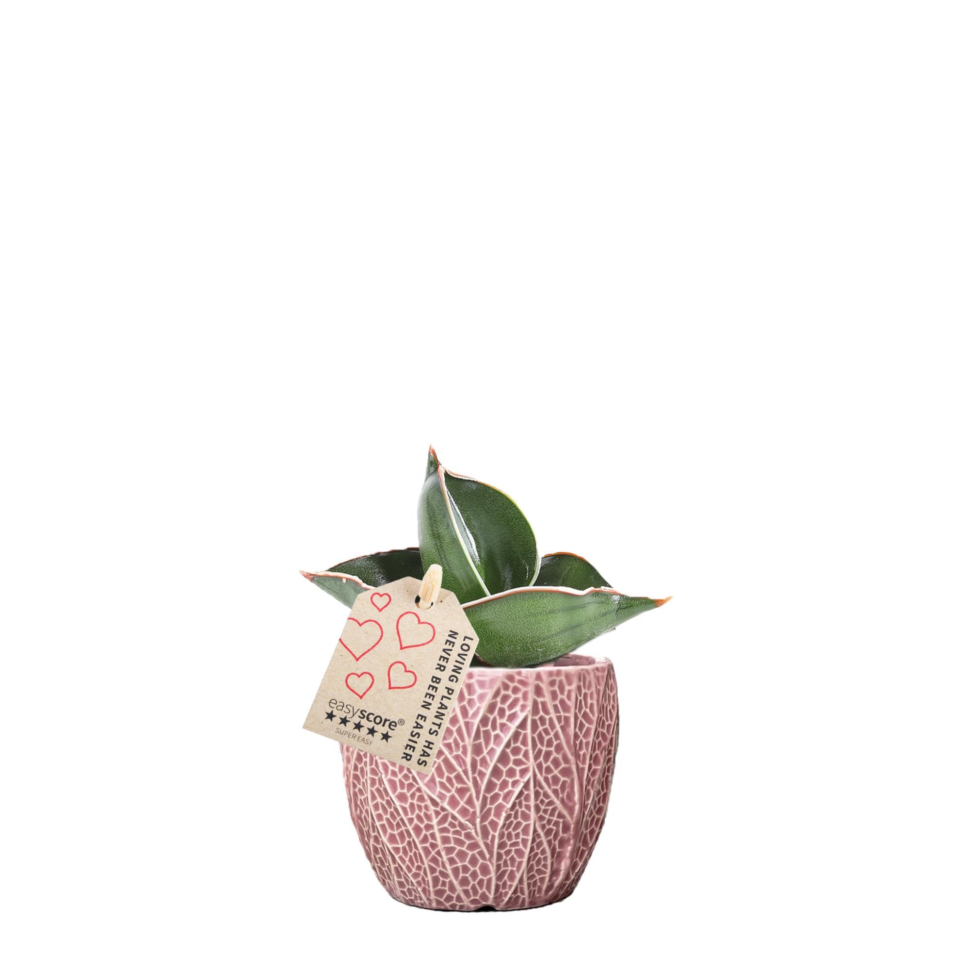 Leaf Rosa, Sansevieria ´Samurai´, D 7 cm Leaf Rosa, Sansevieria ´Samurai´, D 7 cm