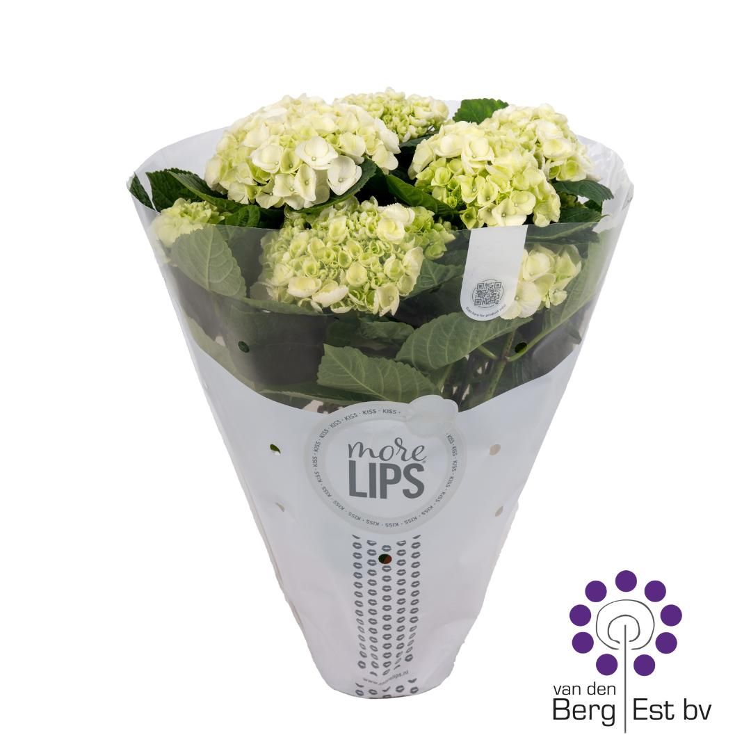 Hydrangea Macrophylla - MoreLips 7-8 kop White, D 14