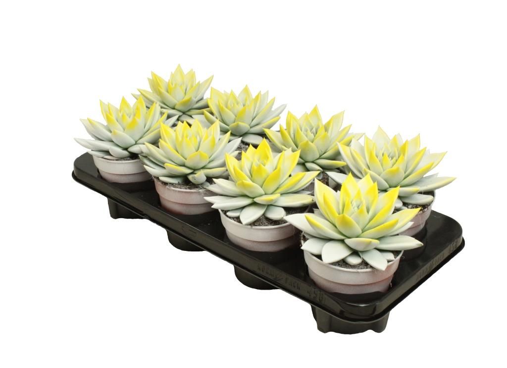 Miranda bicoloured white/yellow, D 12