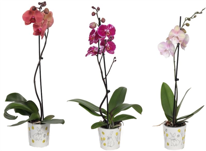 Potcover p12 easter bunny Phal mix 1T09+, D 12