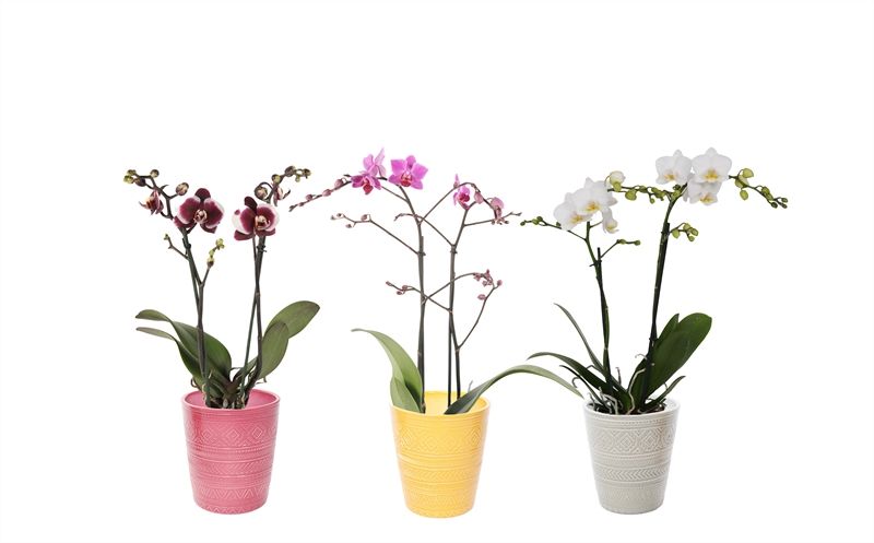 Zoe p12 tribal safari mix Phal multiflower mix 2T22+, D 12 cm