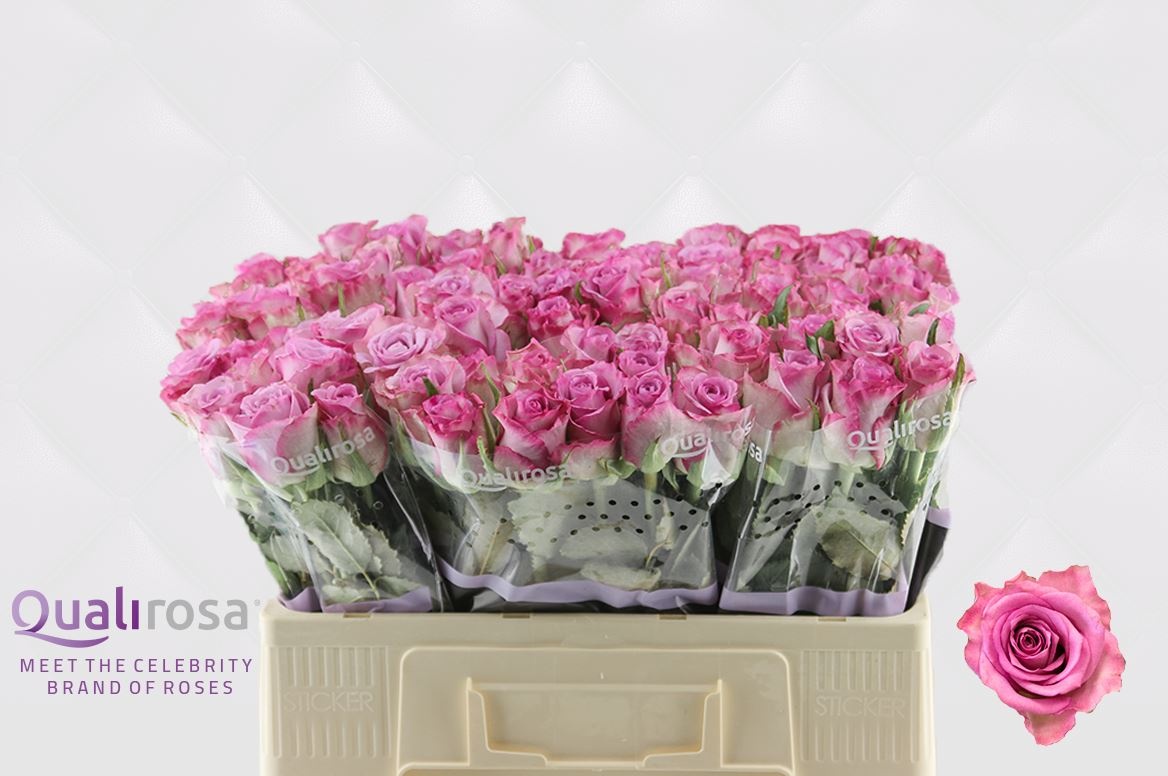 Роза од. Триллер 50, шт.