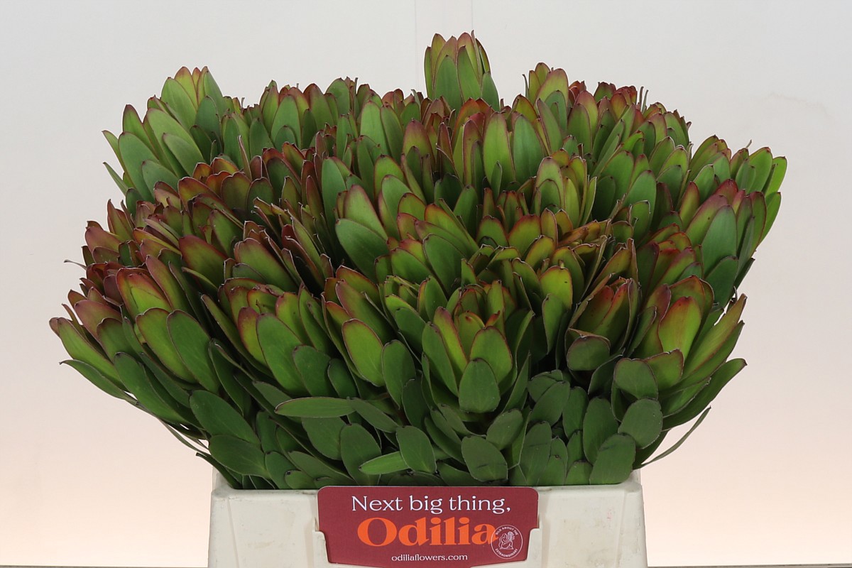 Леукадендрон Сафари Голдстрайк 70 (зел.), шт.