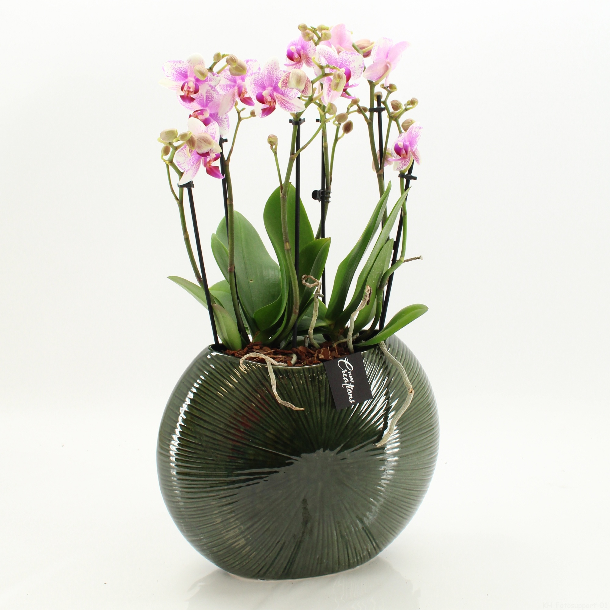 LICR-2603RZ Limited Edition Phalaenopsis, D 31