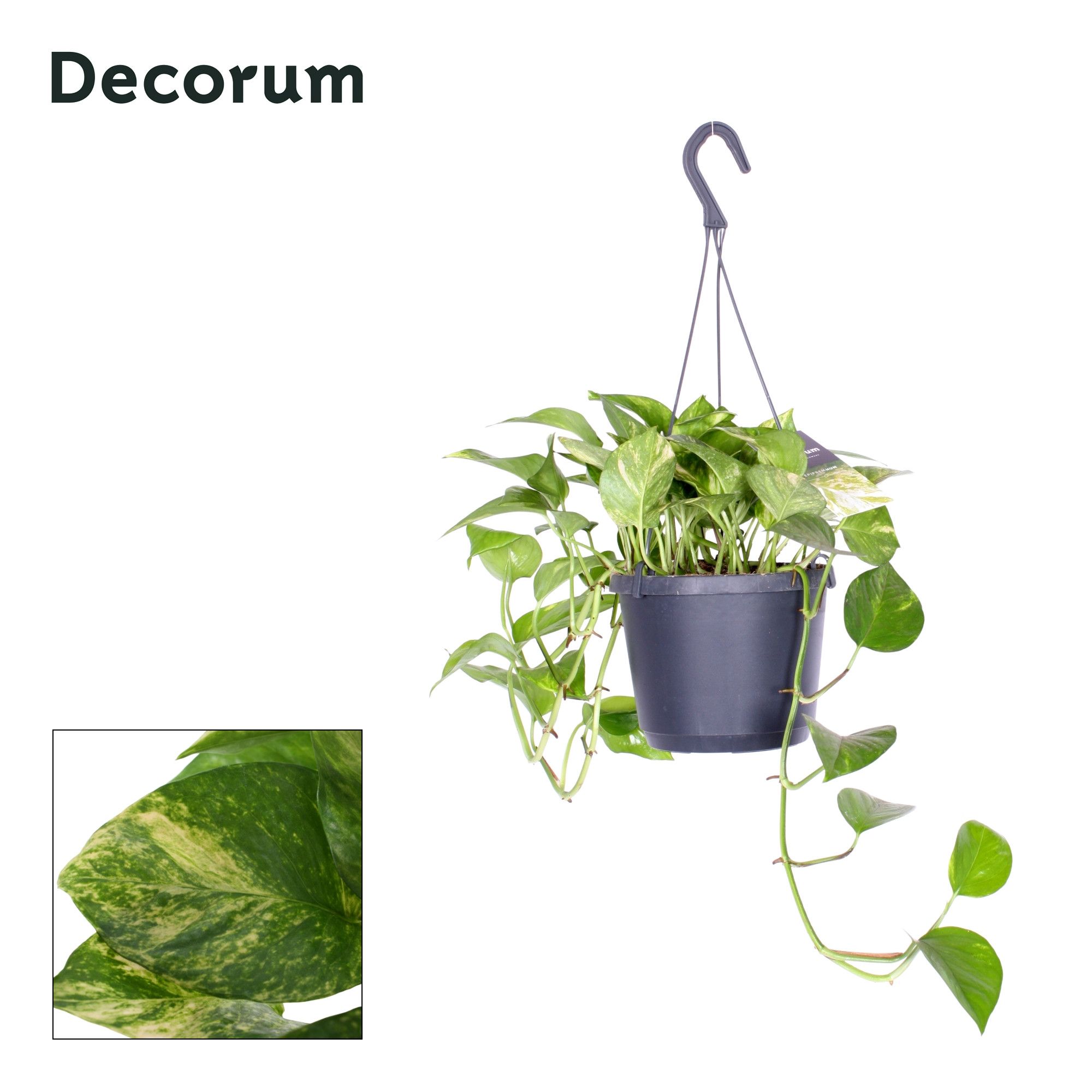 Epipremnum pinn. 'Hicolor', D 17 cm