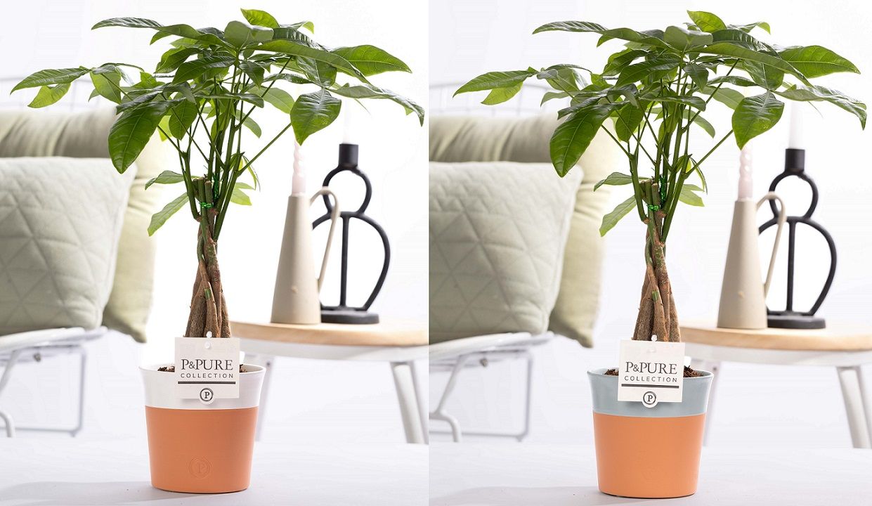 Pachira Aquatica in P&PURE pottery Terra Cotta assorti 2, D 12