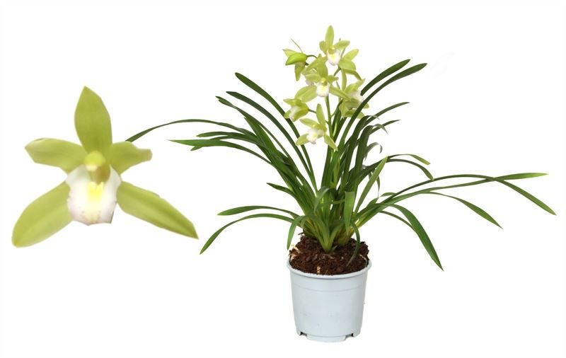Cymbidium p12 Mint Source 1T05+, D 12