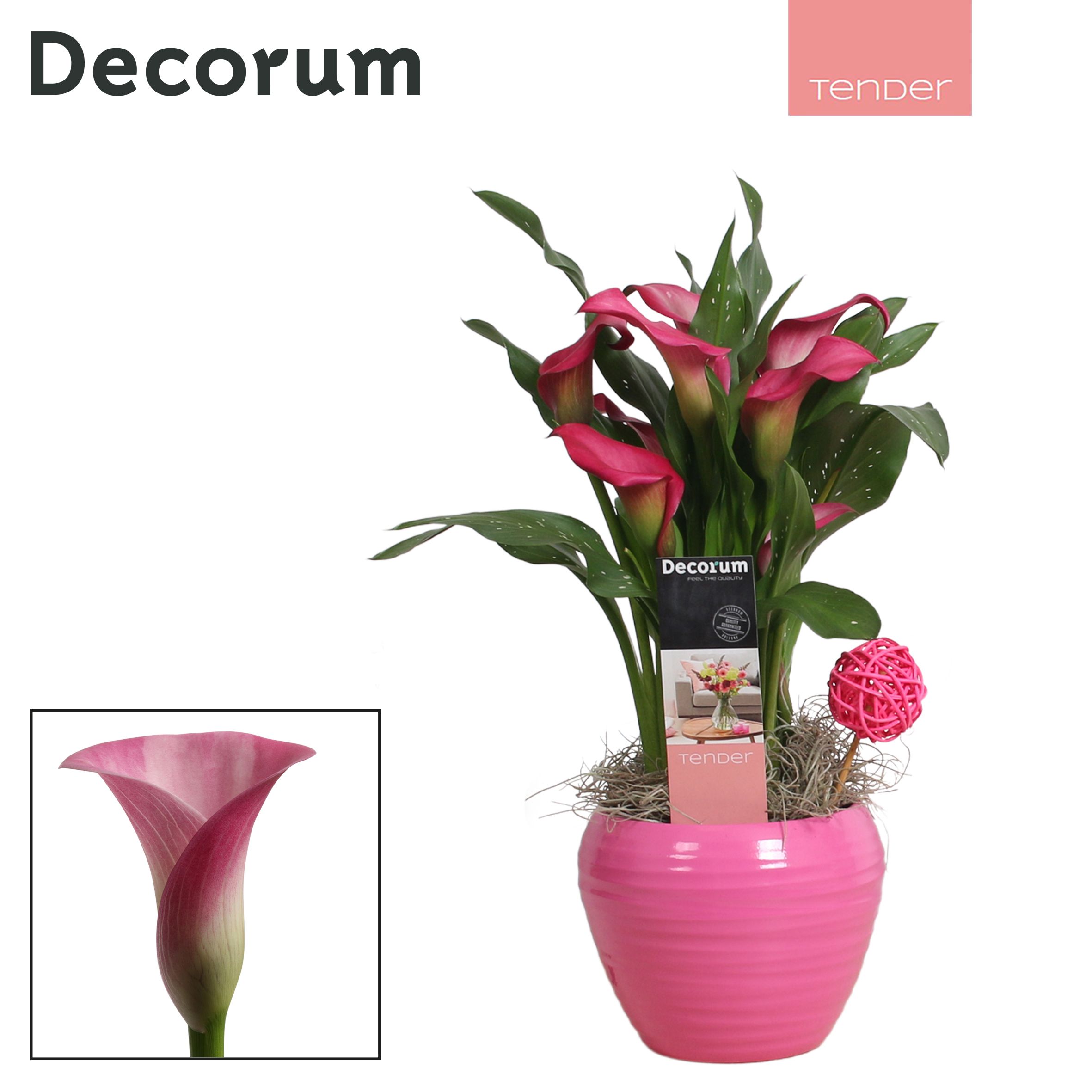 Zantedeschia (Calla) Roze in Ompot Melanie LOVE (Decorum), D 12