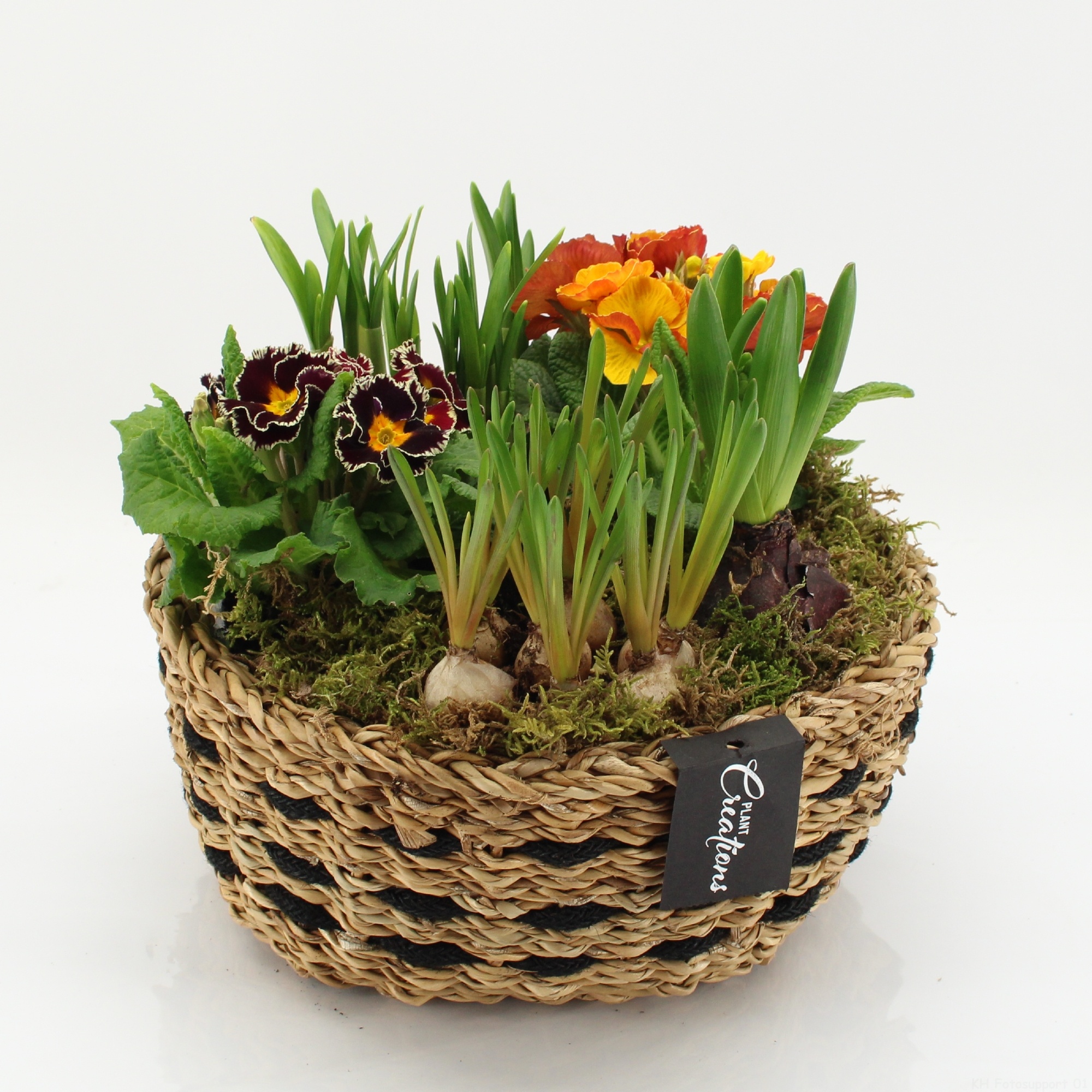 PMCR-2606 Primula creations, D 26