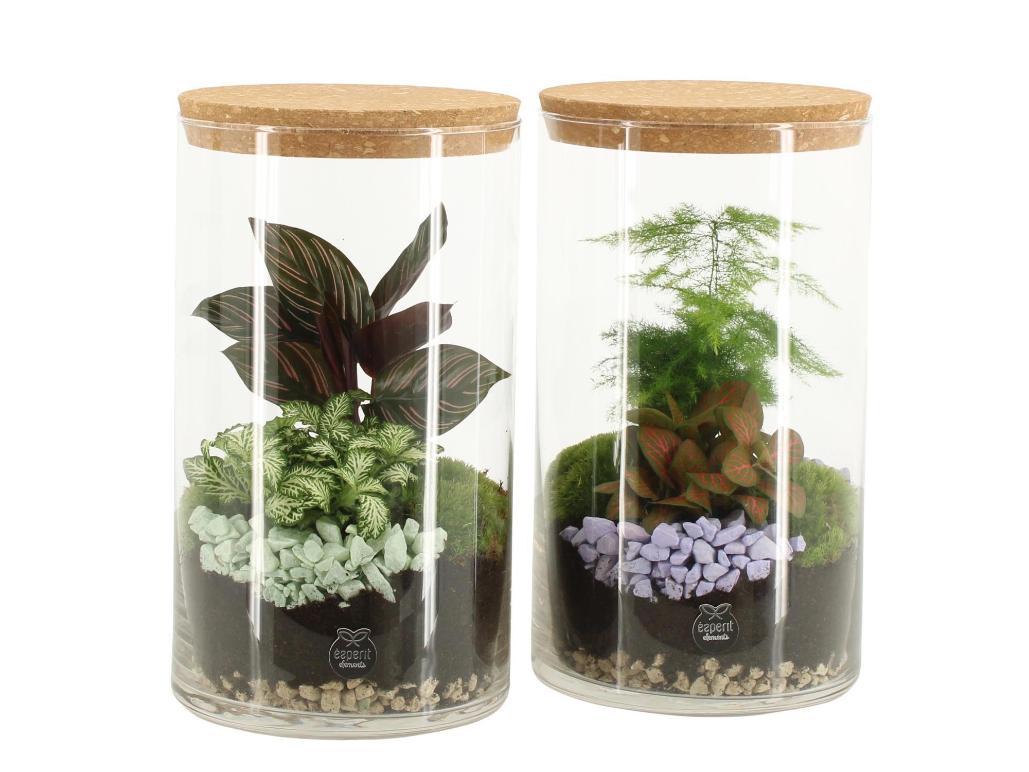 11691: Consideration terrarium, D 14 cm