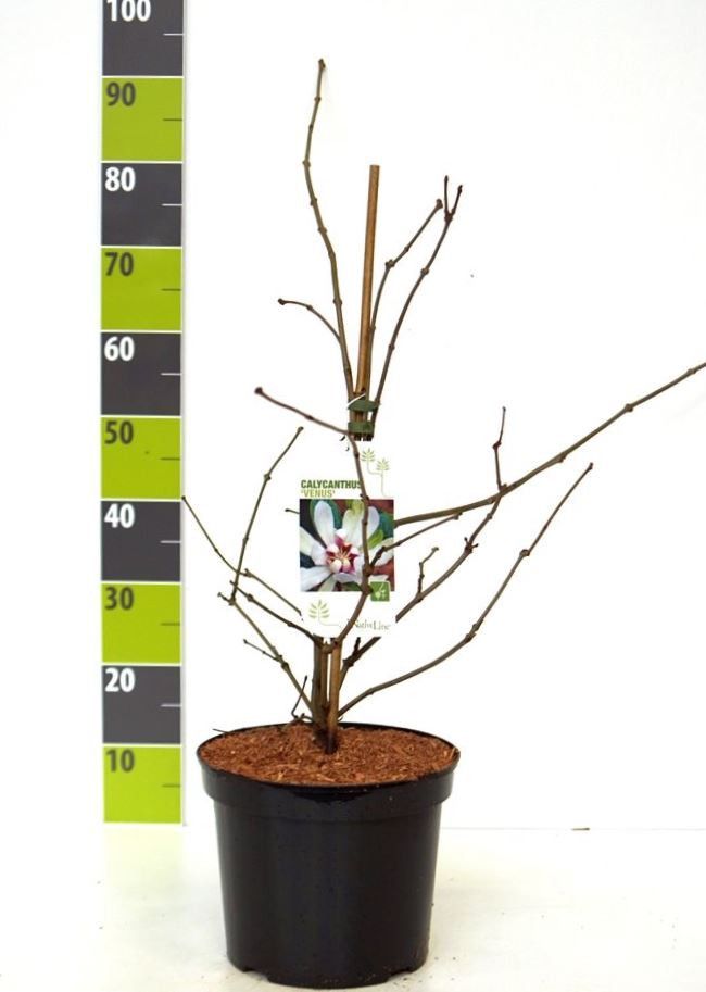 Calycanthus 'Venus' C 7,5, D 27