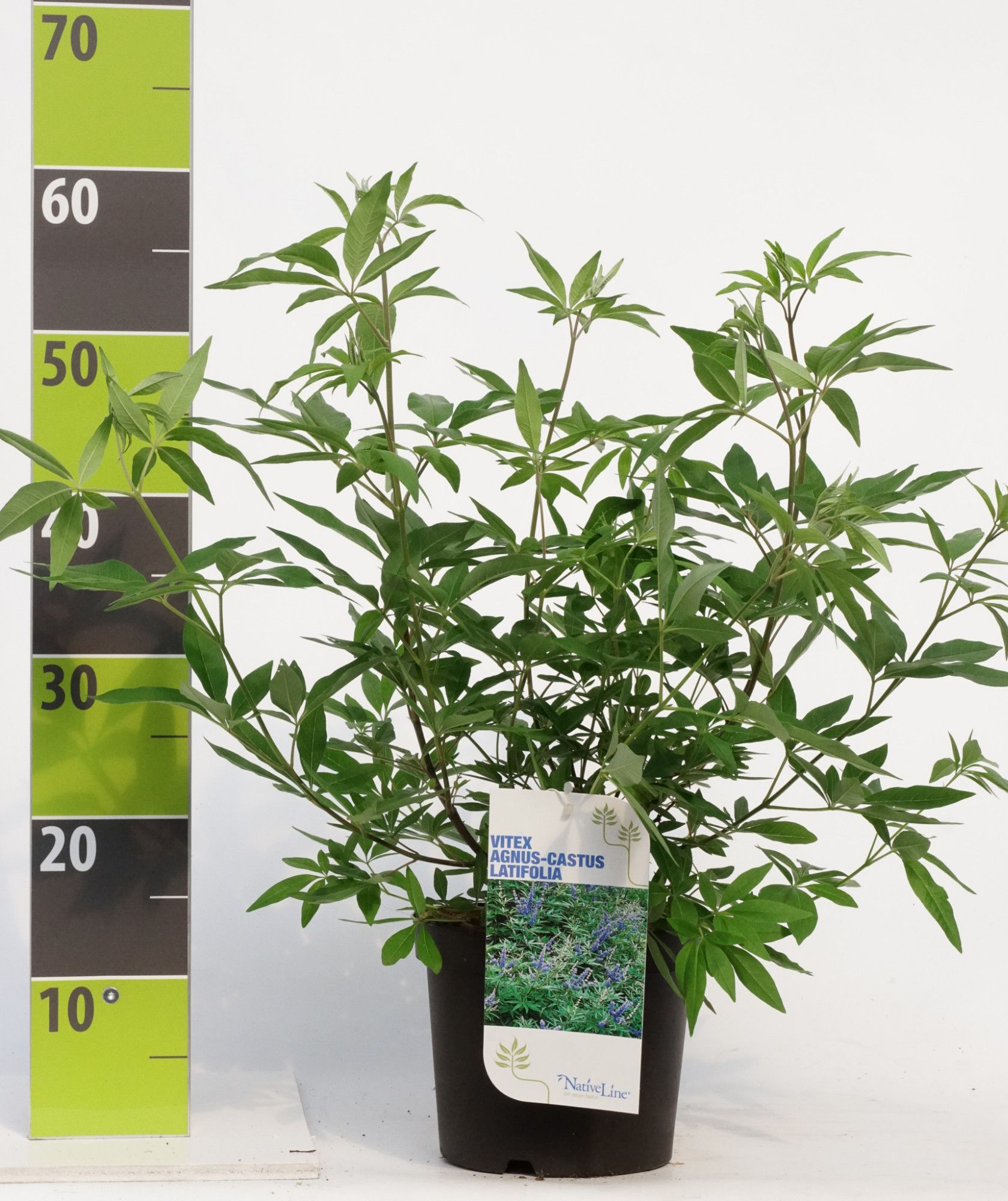 Vitex agnus-castus latifolia C 4,6, D 23