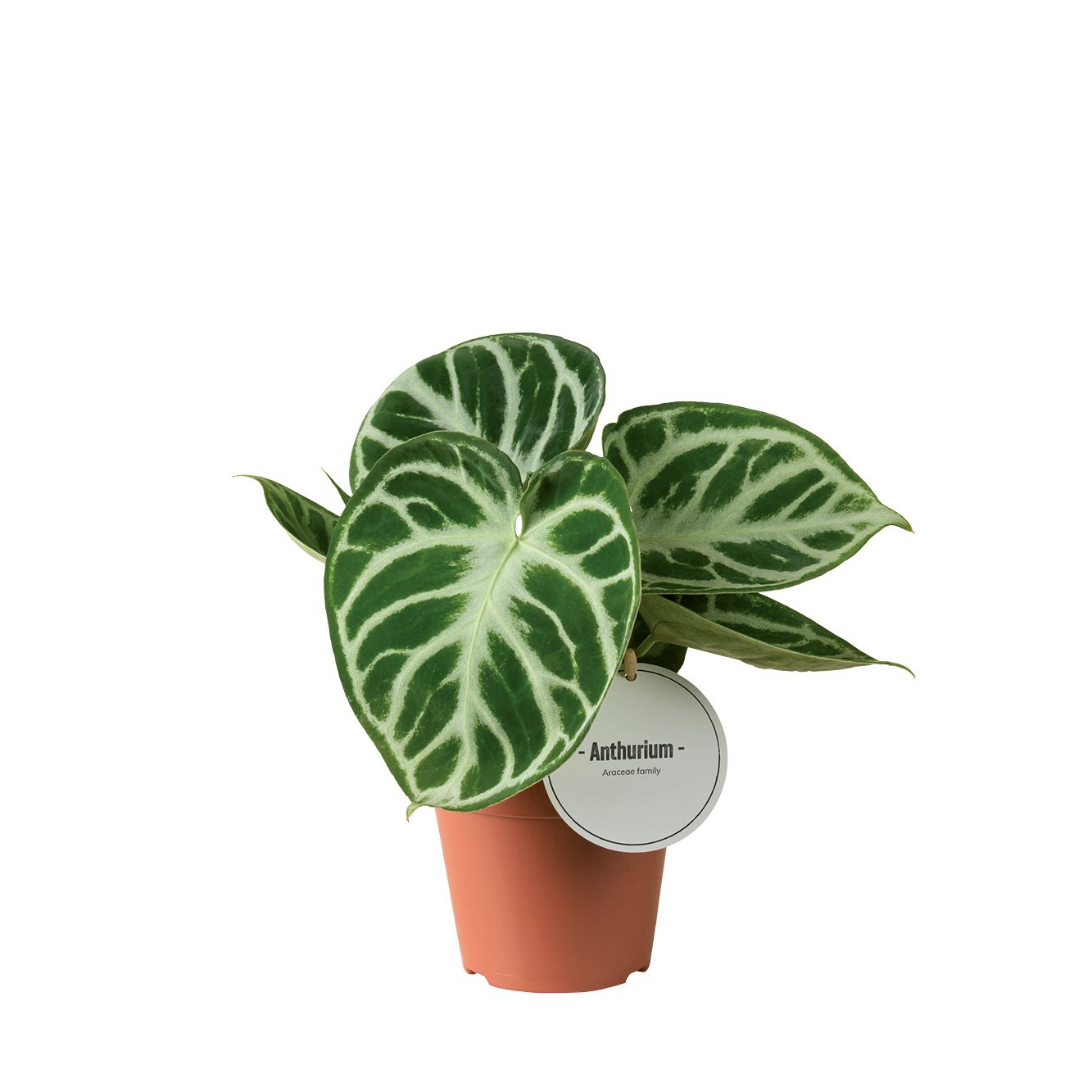 Anthurium Silver Blush, D 12