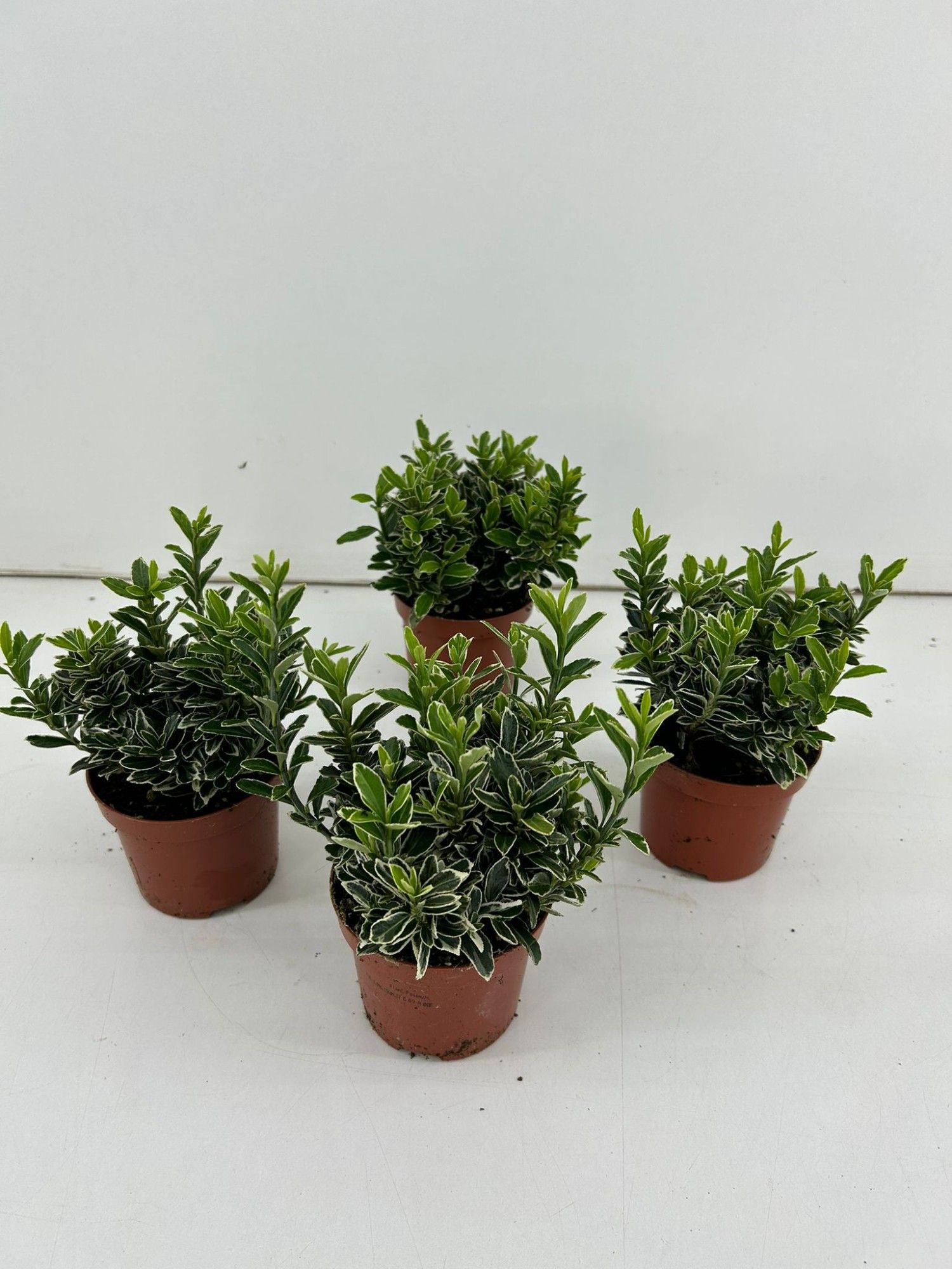 TDM P9 : Euonymus Japonicus 'Microphyllus Silver' P9, D 9