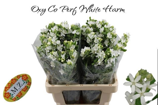 Оксипеталум Перфект Вайт Хармони 60 (бел.), шт.