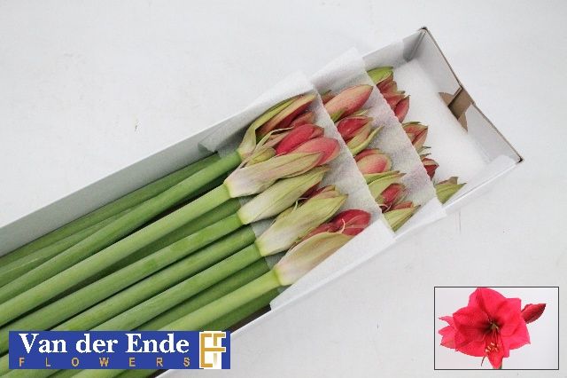 Амарилис Изабелла (красн.) x15, шт.