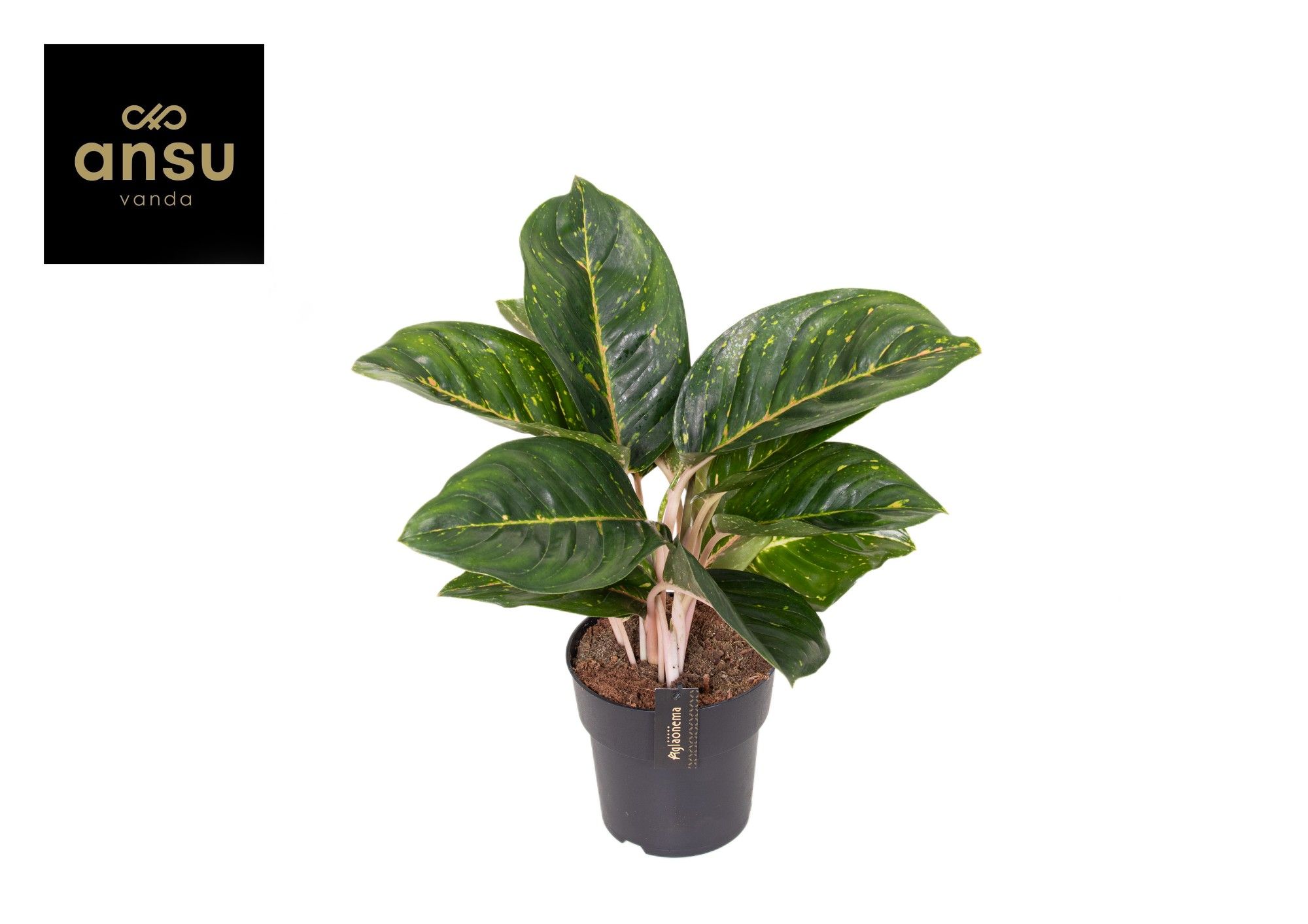 Aglaonema Spring Red Green, D 19 cm