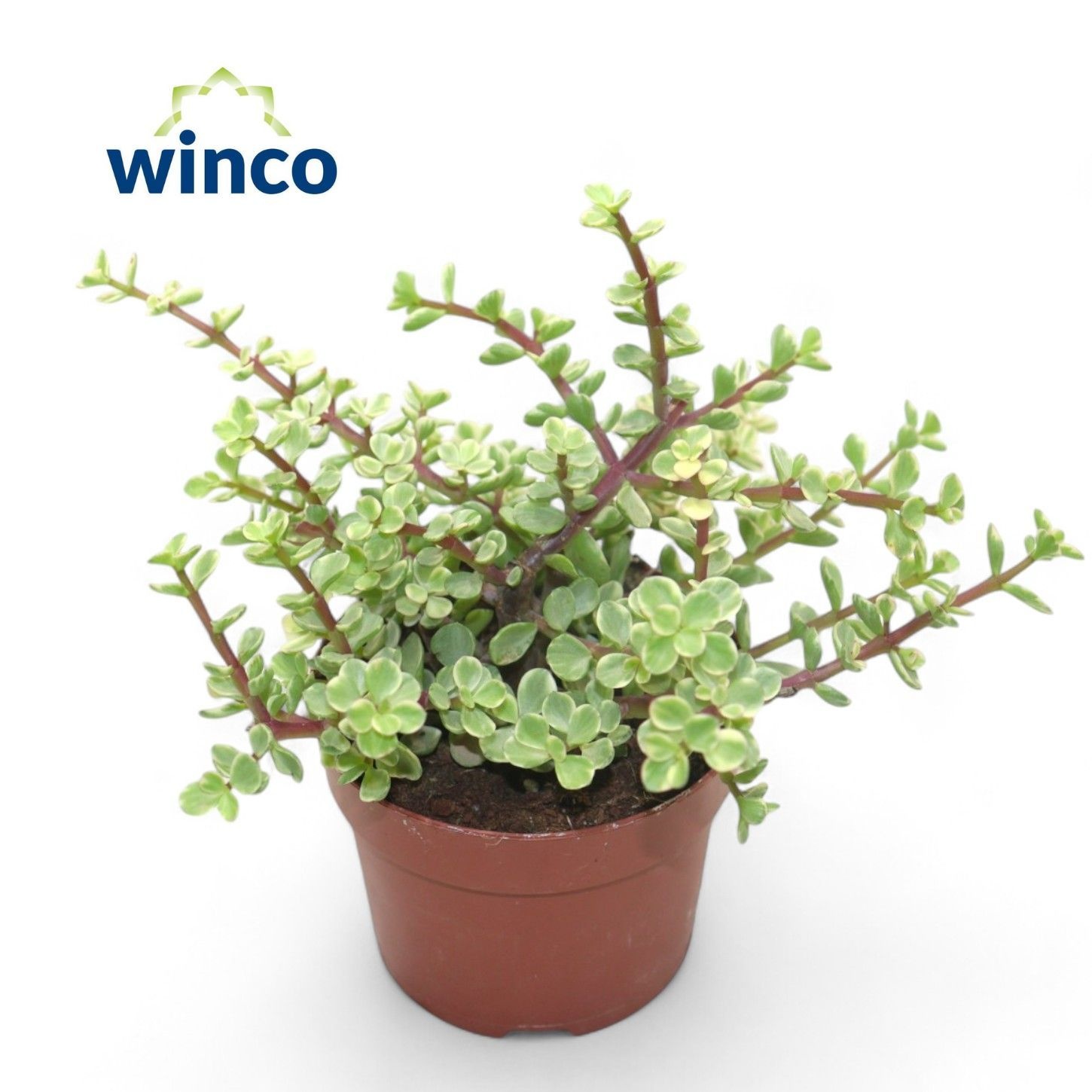 Crassula Afra Variegata, D 12 cm Crassula Afra Variegata, D 12 cm