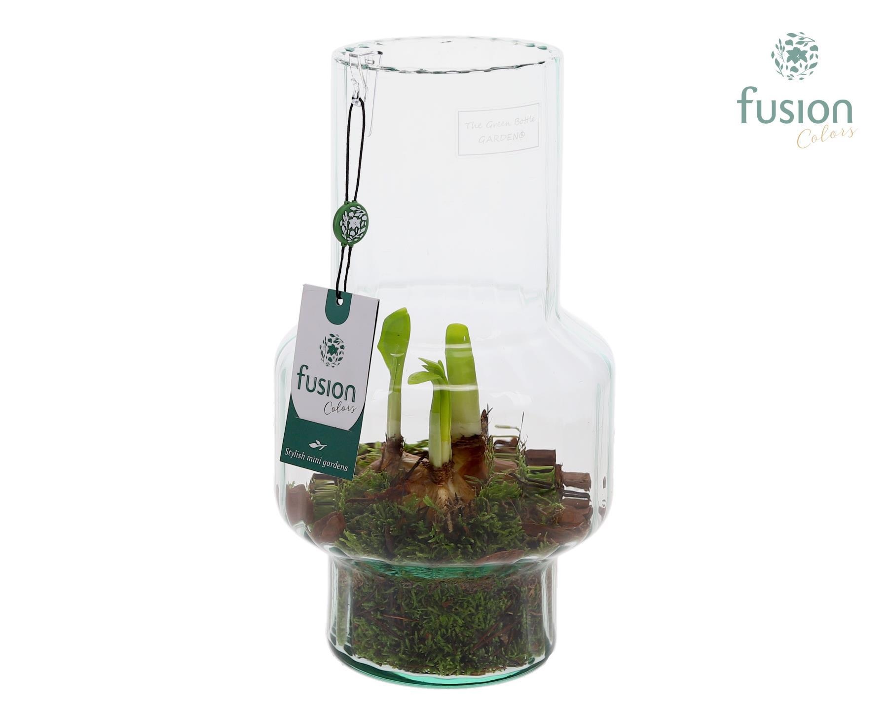 Green BottleMia Medium met Narcis, D 16