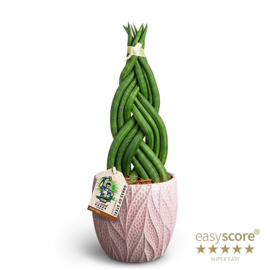 Leaf Rosa, Sansevieria ´Braid´, D 12