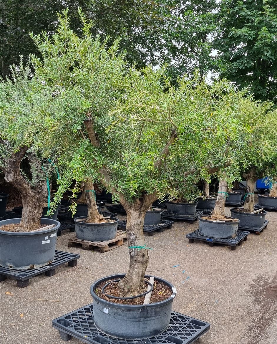 Olea Europaea Vertakt P80 H240 Nr8, D 85