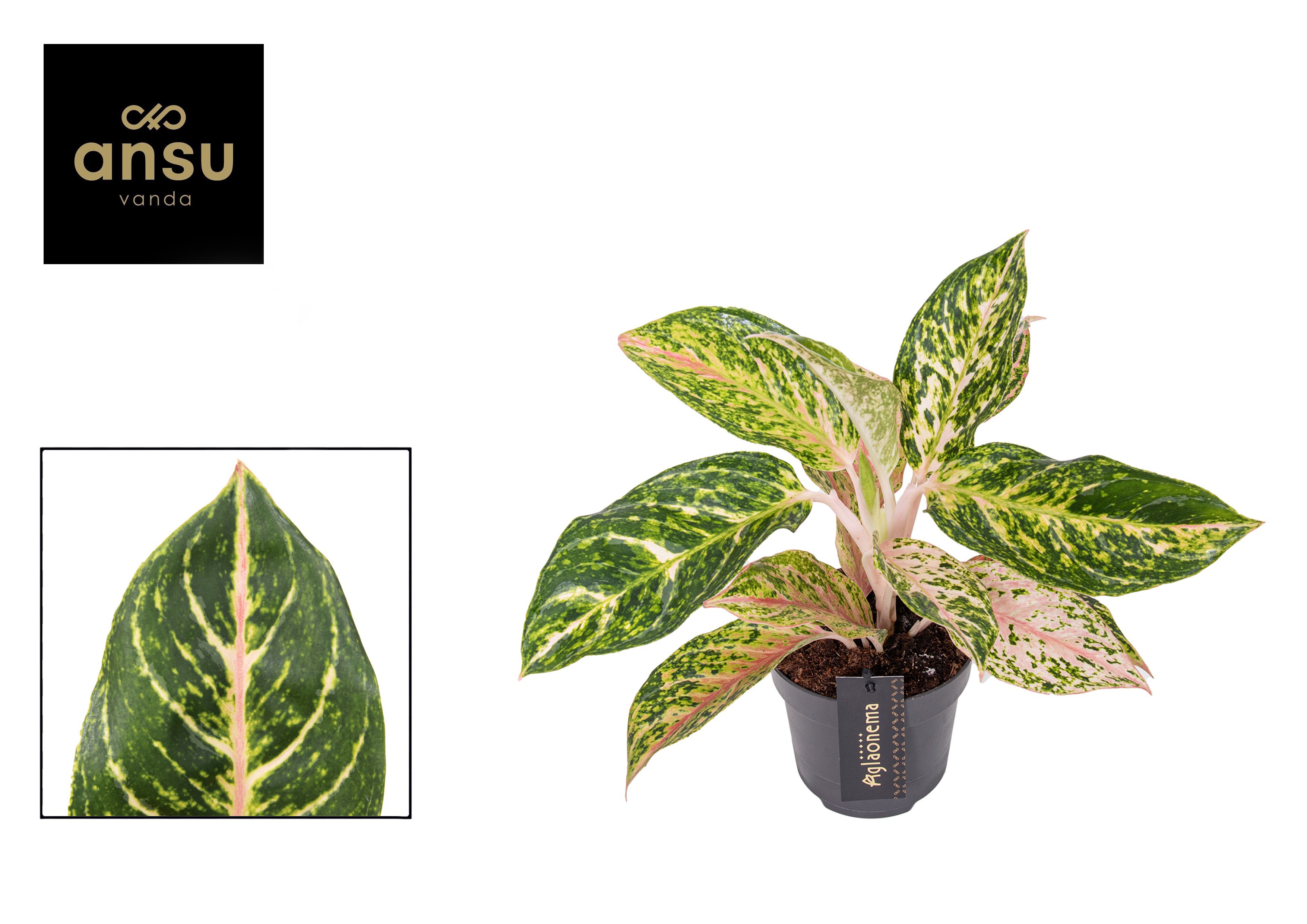 Aglaonema Melon Candy, D 12