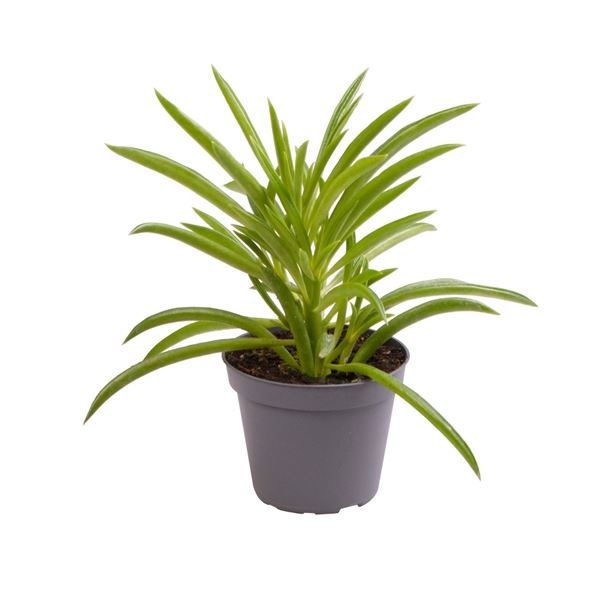 Peperomia Nevada, D 6 cm Peperomia Nevada, D 6 cm