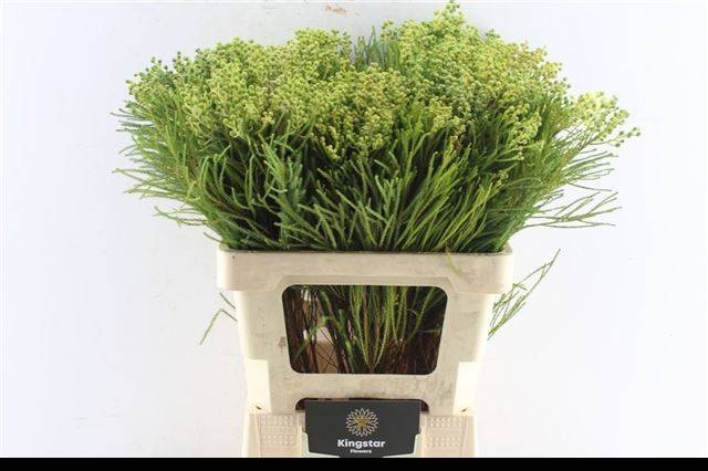 Берзелия Ланугиноса 50, шт.