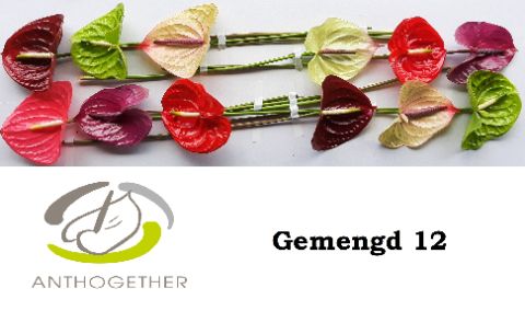 Антуриум Микс x12, шт.