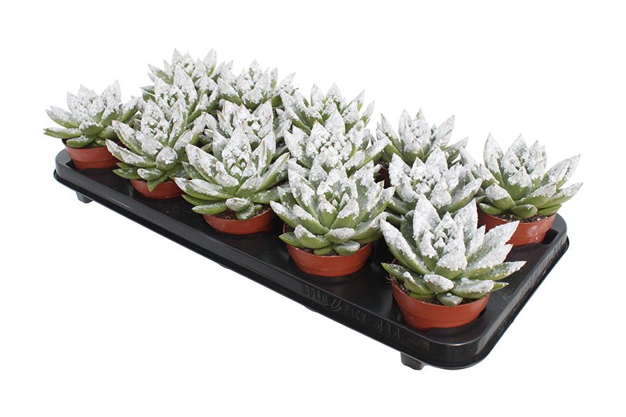 Miranda + snowy tips, D 8,5