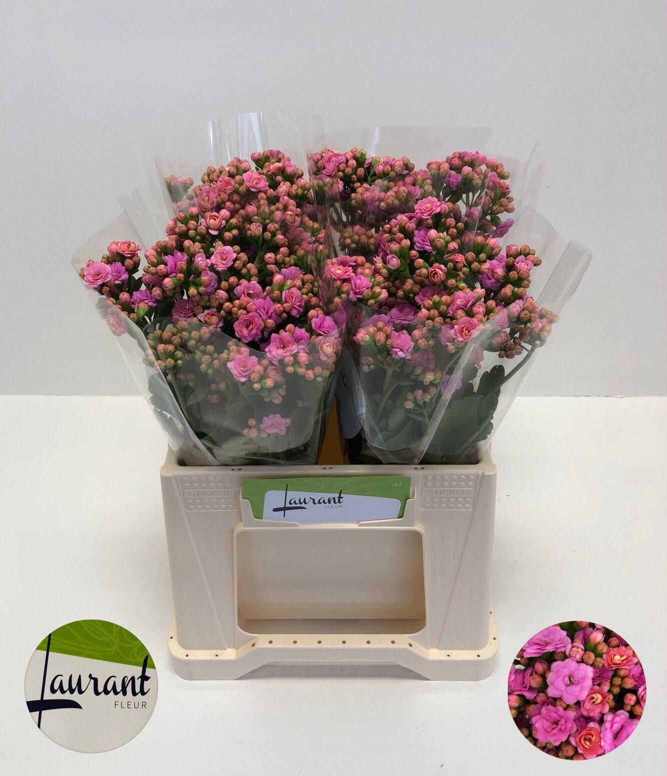 Каланхое Таффи Пинк Медоу 40, шт.