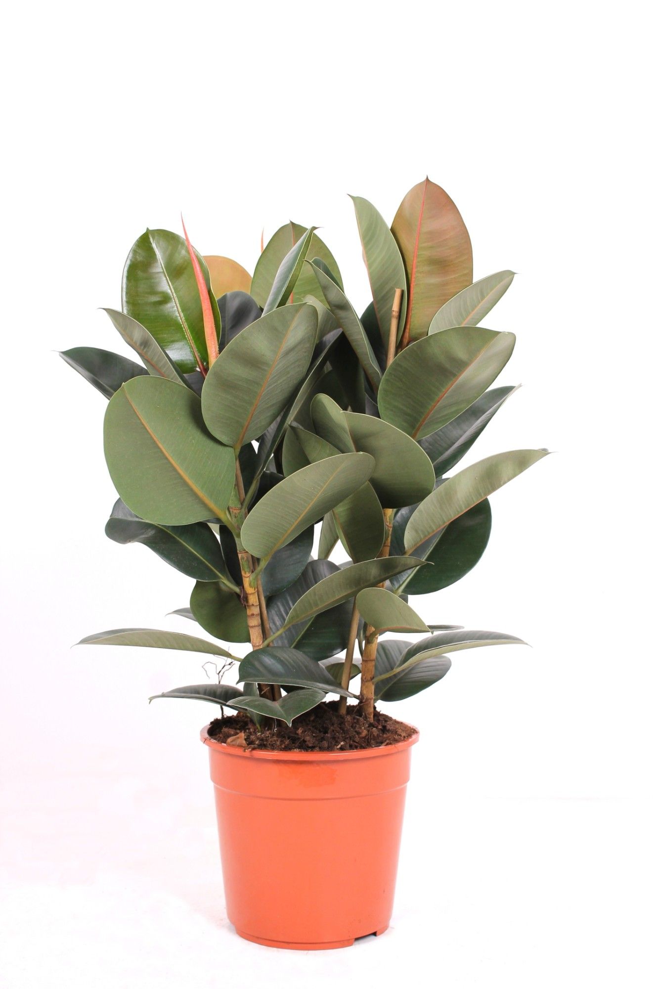 Ficus P27 Robusta 3PP, D 27