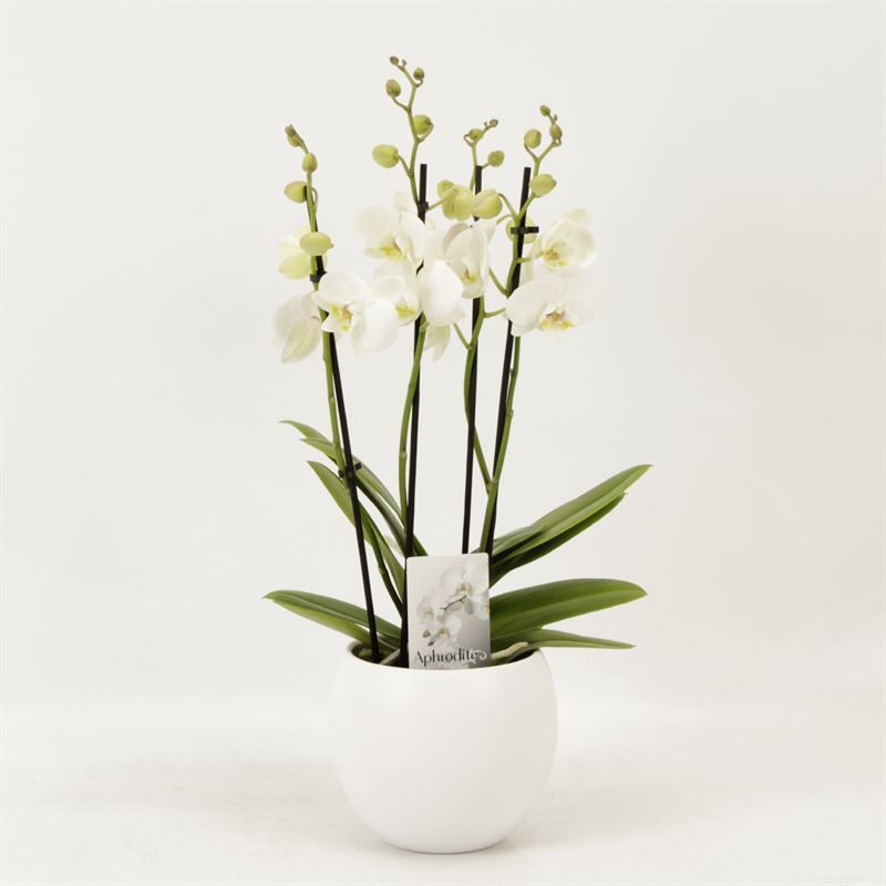 Phalaenopsis overig wit 4 tak wit in witte bolpot Lisa keramiek, D 12