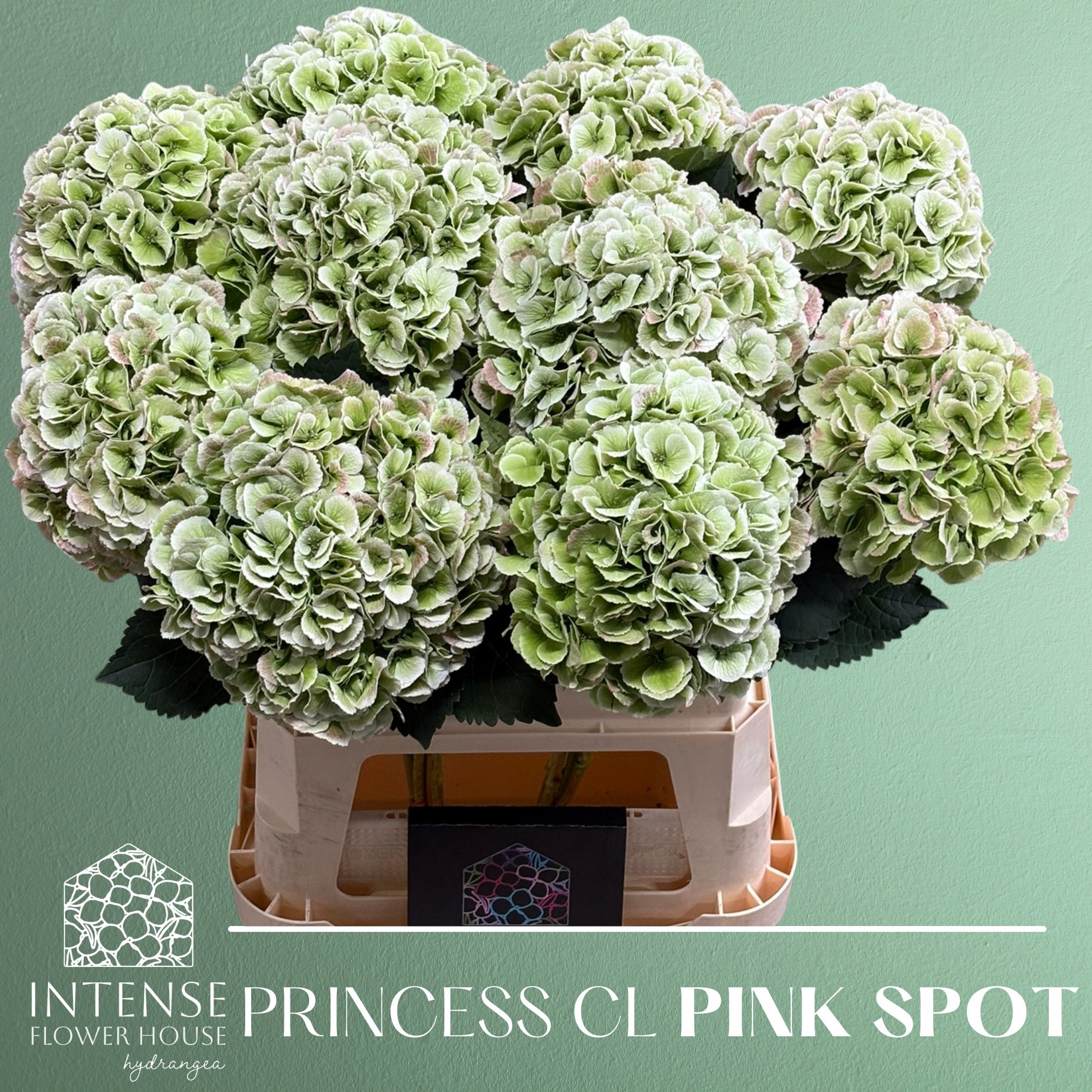 Гортензия Роял Принцесс Классик 80, шт.