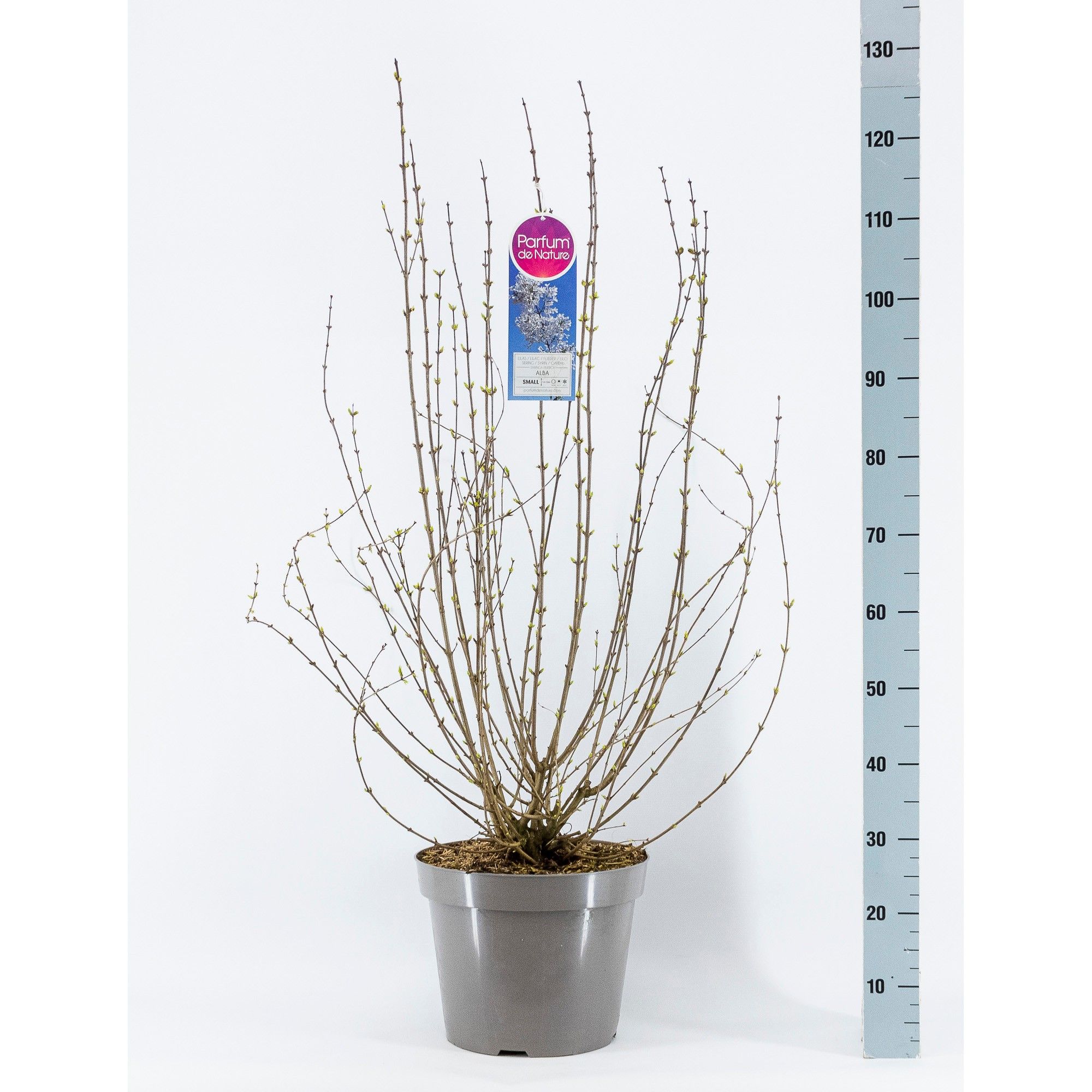 Syringa persica Alba, 3-jarig, C15 Solitair, D 32