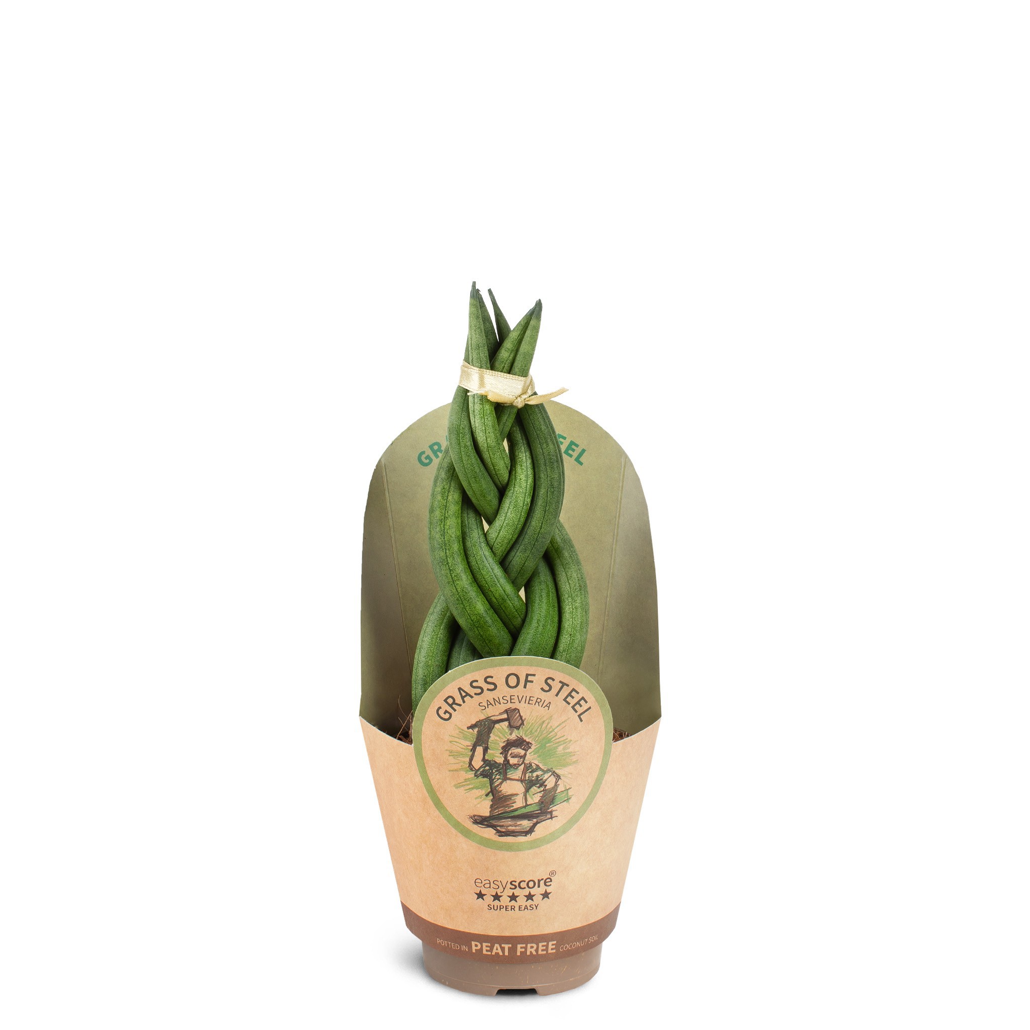 Sansevieria cylindrica Braid, D 9