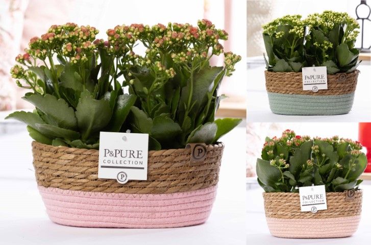 2x Kalanchoe mix in P&PURE Fieldbasket 7, D 12 cm 2x Kalanchoe mix in P&PURE Fieldbasket 7, D 12 cm