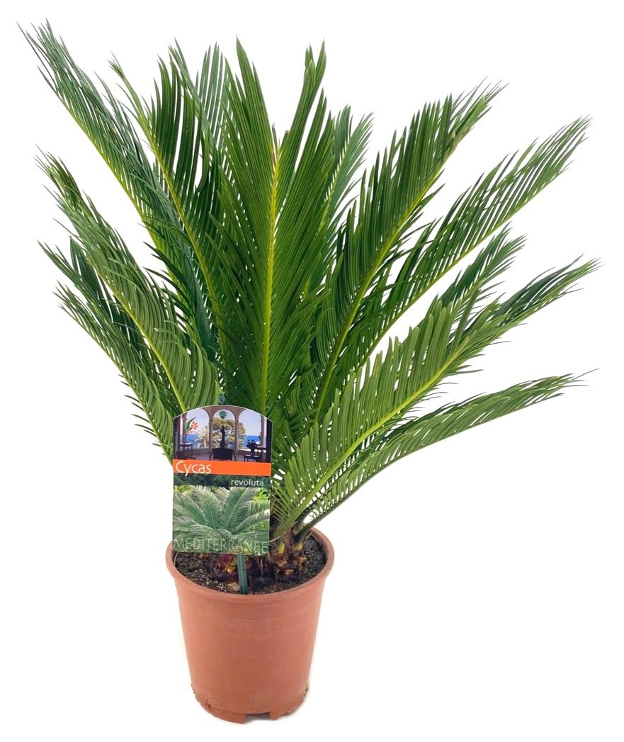Cycas revoluta, D 17