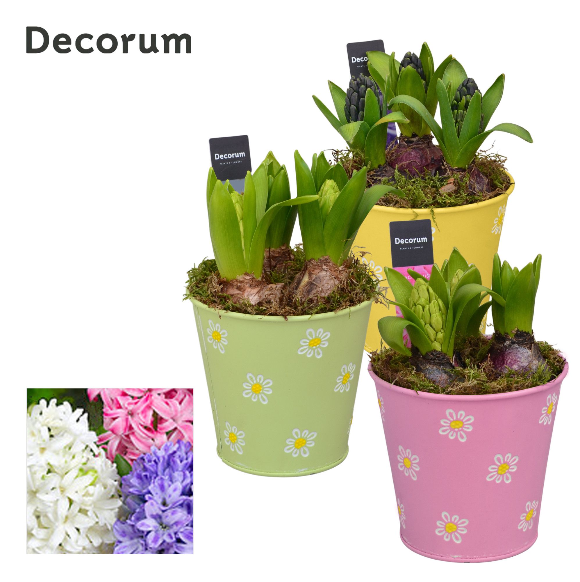 Hyacint Fleur Grande HL13543 [LOVELY COLORS], D 13