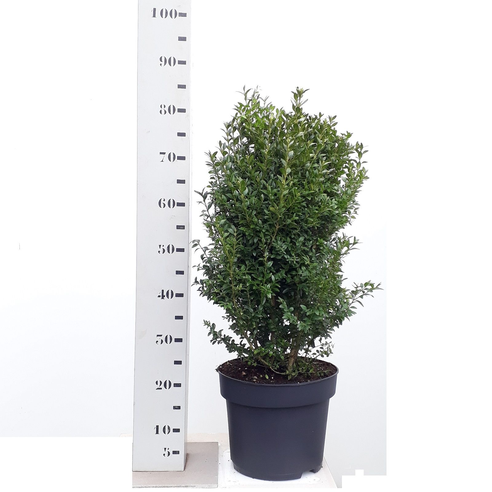 Buxus sempervirens 60-70cm struik, D 29