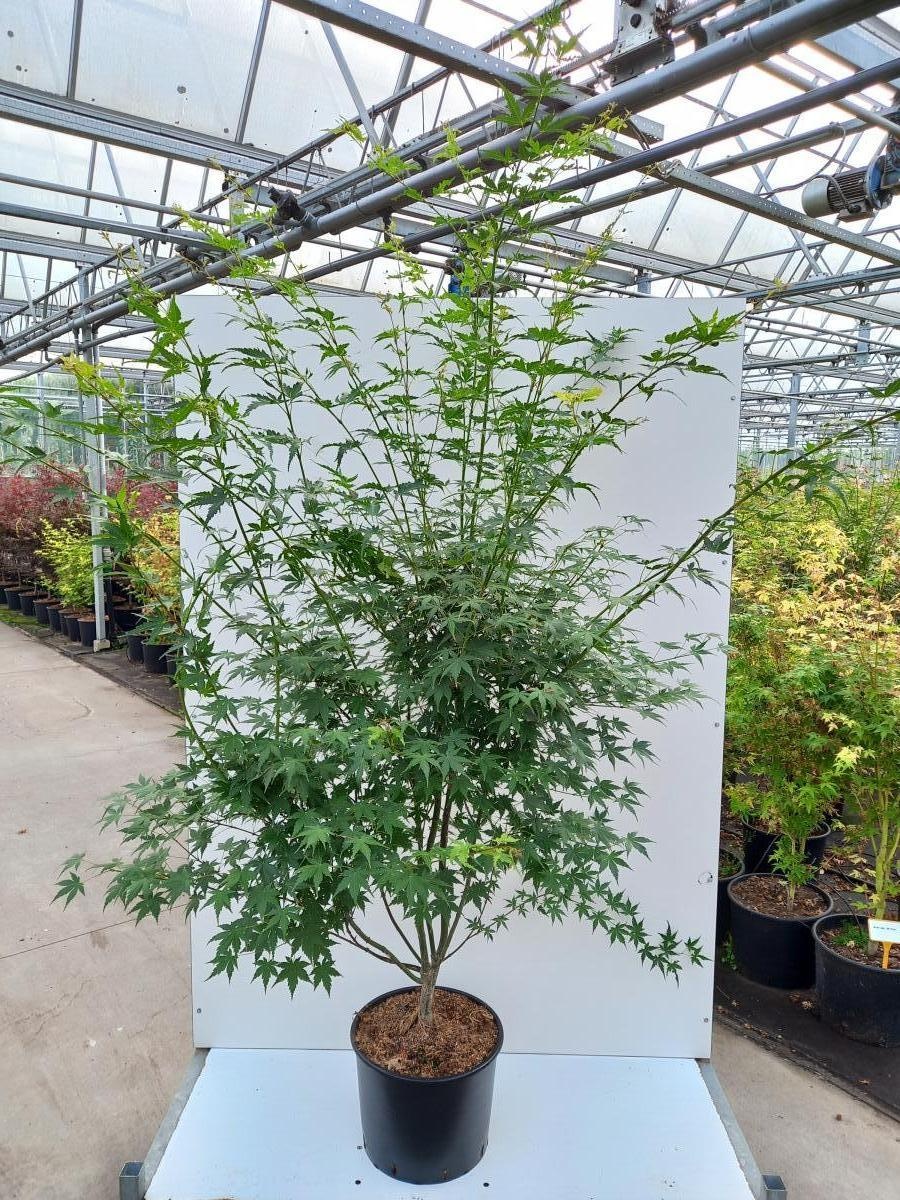 Acer palmatum, D 40