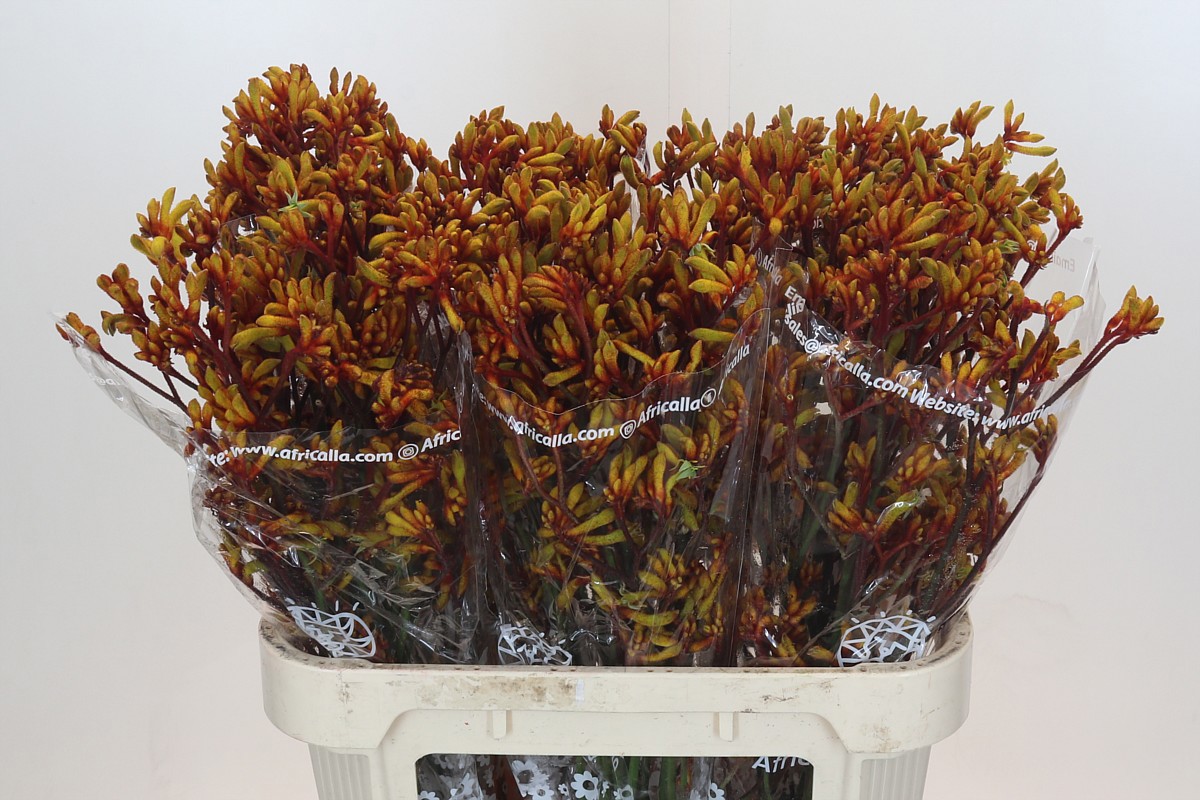 Анигозантус Голд Фивер 80 (оранж.), шт.