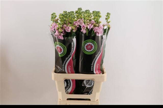 Маттиола од. Айрон Черри Блоссом 70, шт.