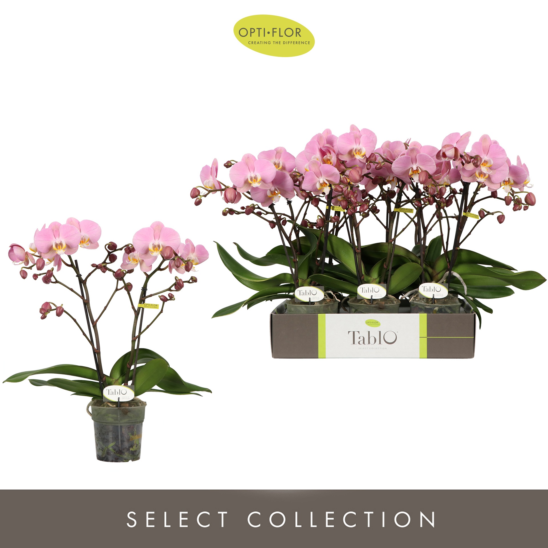 Tablo Cosmopolitan 2 spike, D 12 cm