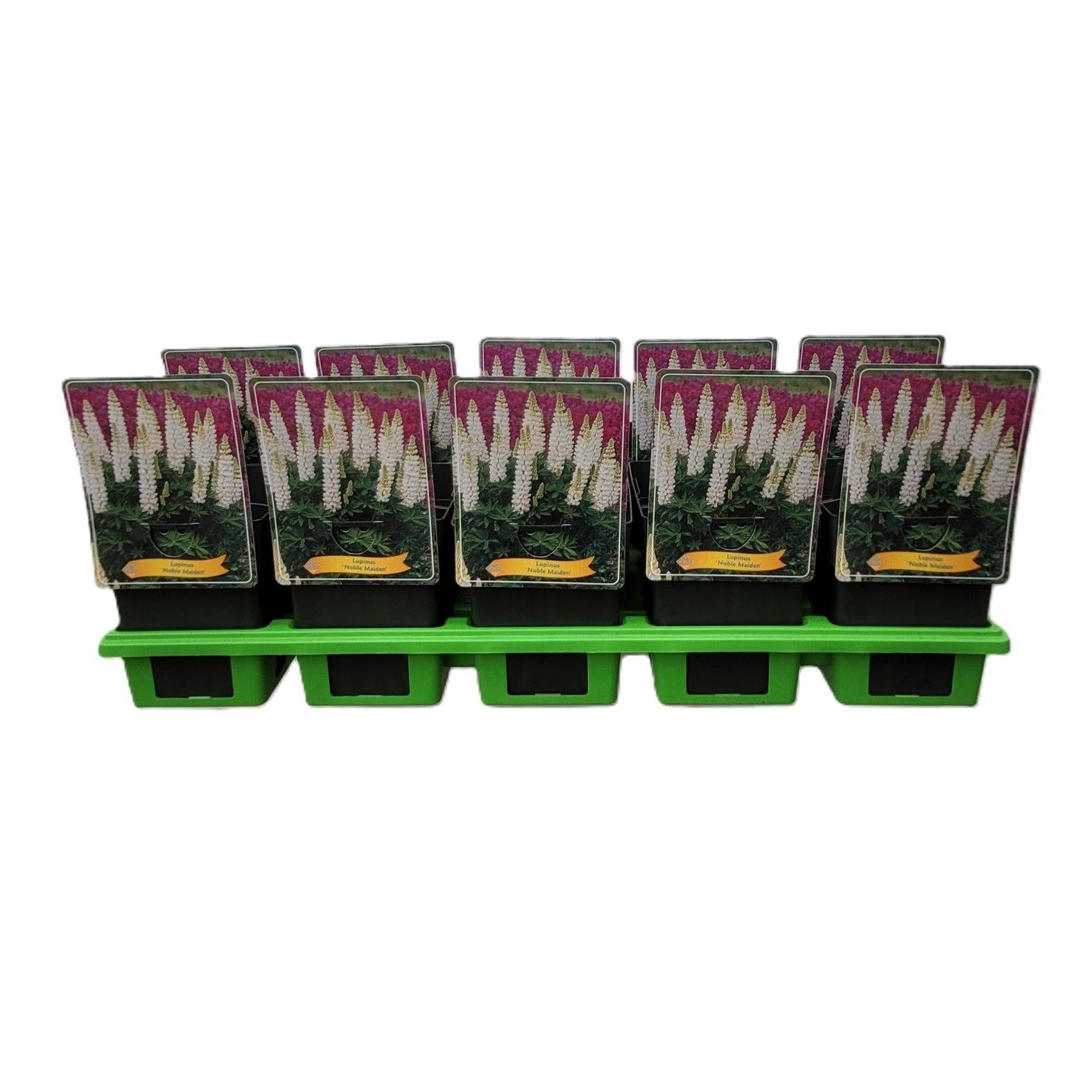 Lupinus 'Noble Maiden' P11, D 11 cm