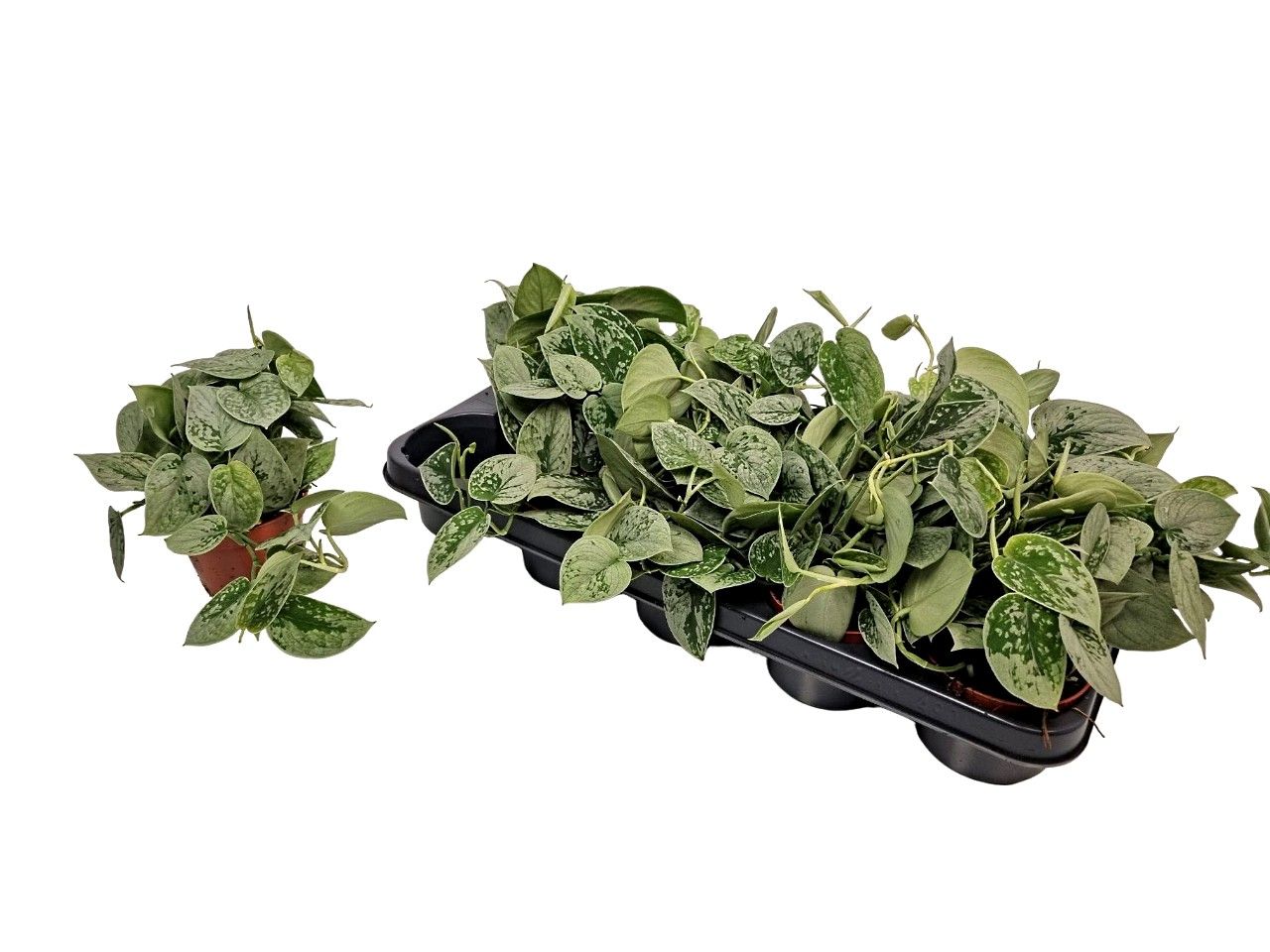 Scindapsus Silvery Ann, D 11