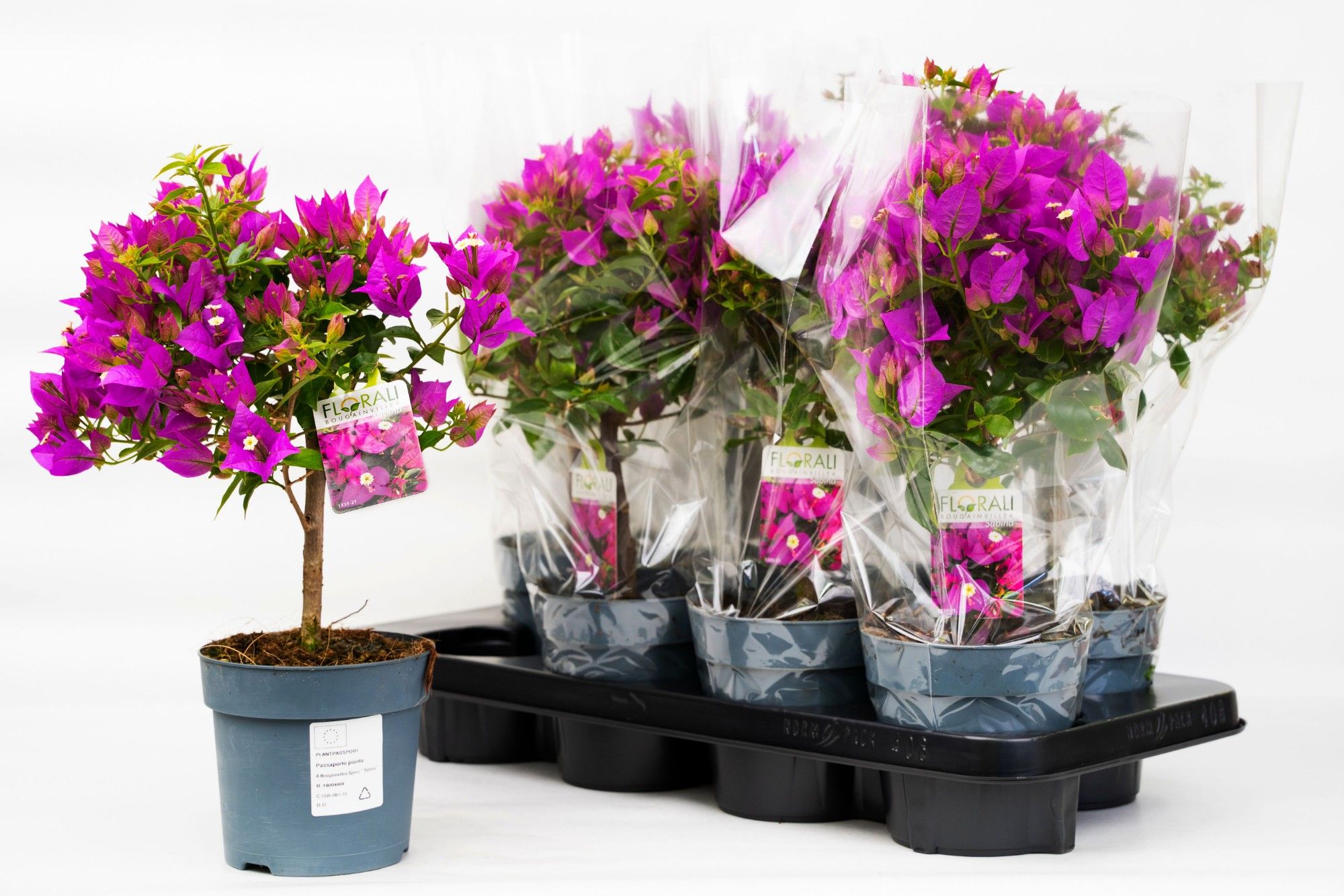 Bougainvillea " Sabina", D 13