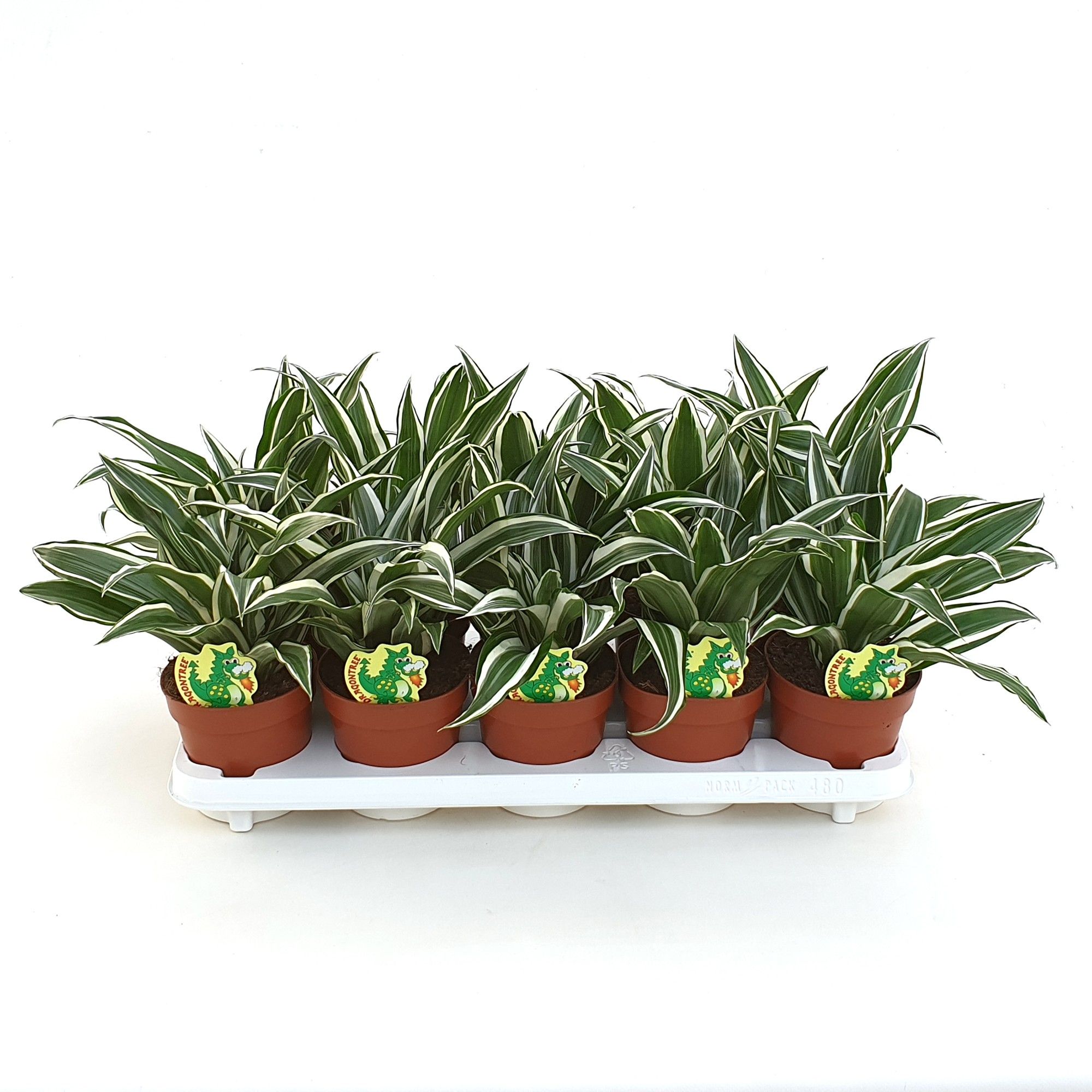 Dracaena White Jewel, D 12